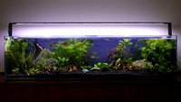 2022-12-11 Fish Tanks