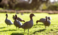 adelaide, duck, ducks, South Australia, Veale Gardens