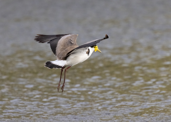 Spur-winged Plover (Masked Lapwing)-20211003-0185.CR3
