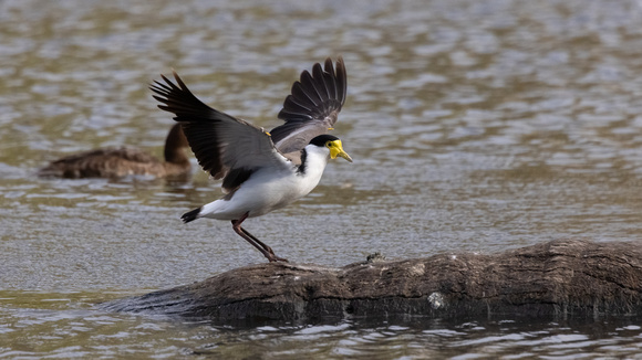 Spur-winged Plover (Masked Lapwing)-20211003-0207.CR3