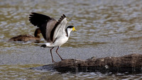 Spur-winged Plover (Masked Lapwing)-20211003-0199.CR3