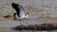 Spur-winged Plover (Masked Lapwing)-20211003-0210.CR3