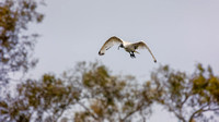 Australian White Ibis-20211003-0548.CR3